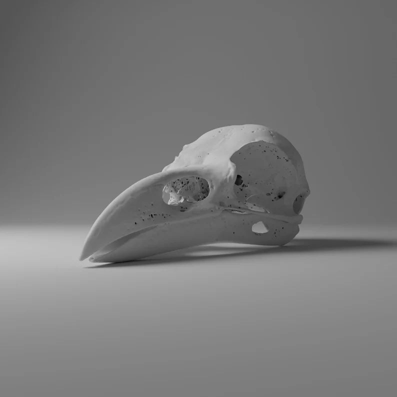 Raven Skull