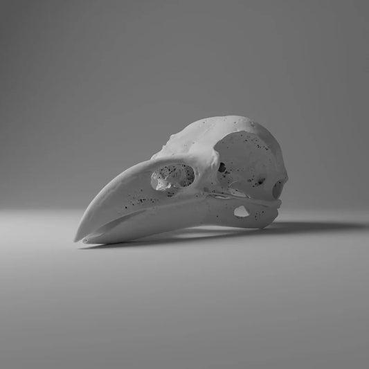 Raven Skull